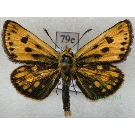 Carterocephalus silvicola (Meigen, 1829) male Kosternik leśniak Poland79e